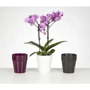 Gartenkrone Schmetterlingsorchidee, Phalaenopsis , Blüte: mehrfarbig, mit 2 Trieben