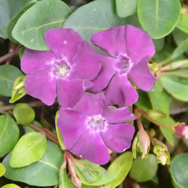 Bild 3 von Gartenkrone Kleinblättriges immergrün, Vinca minor »Rubra«, Blattfarbe: grün, Blüte: rot