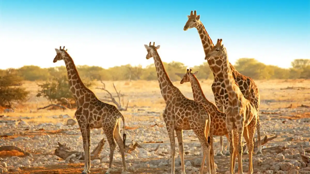 Bild 1 von Rundreisen Namibia: Eine Reise voller Kontraste