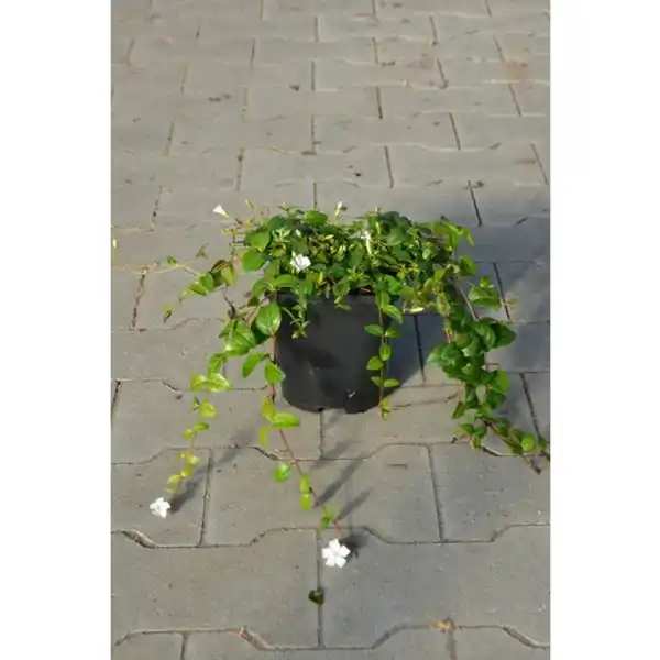 Bild 2 von Gartenkrone Kleinblättriges immergrün, Vinca minor »Alba«, weiß, winterhart
