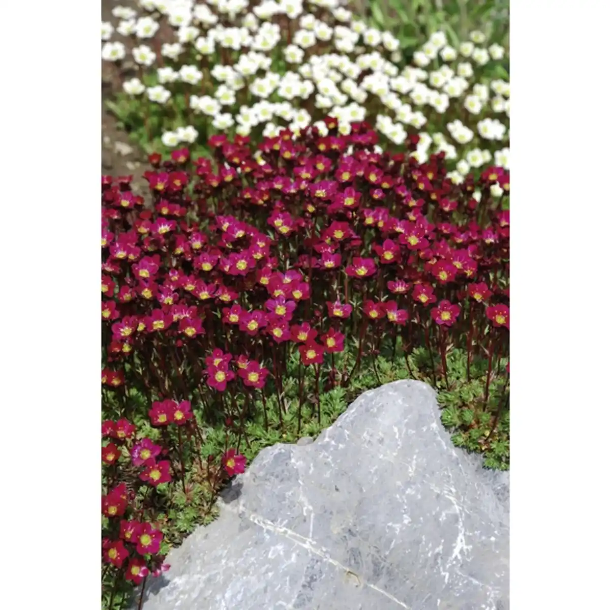 Bild 4 von Gartenkrone Stauden »Colour Stauden Mix-CC«, gemischt, winterhart