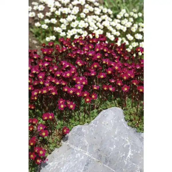 Bild 4 von Gartenkrone Stauden »Colour Stauden Mix-CC«, gemischt, winterhart