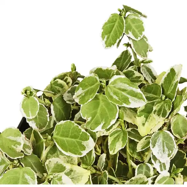 Bild 3 von Gartenkrone Spindelstrauch, Euonymus fortunei »Emerald Gaiety«, weiß, winterhart