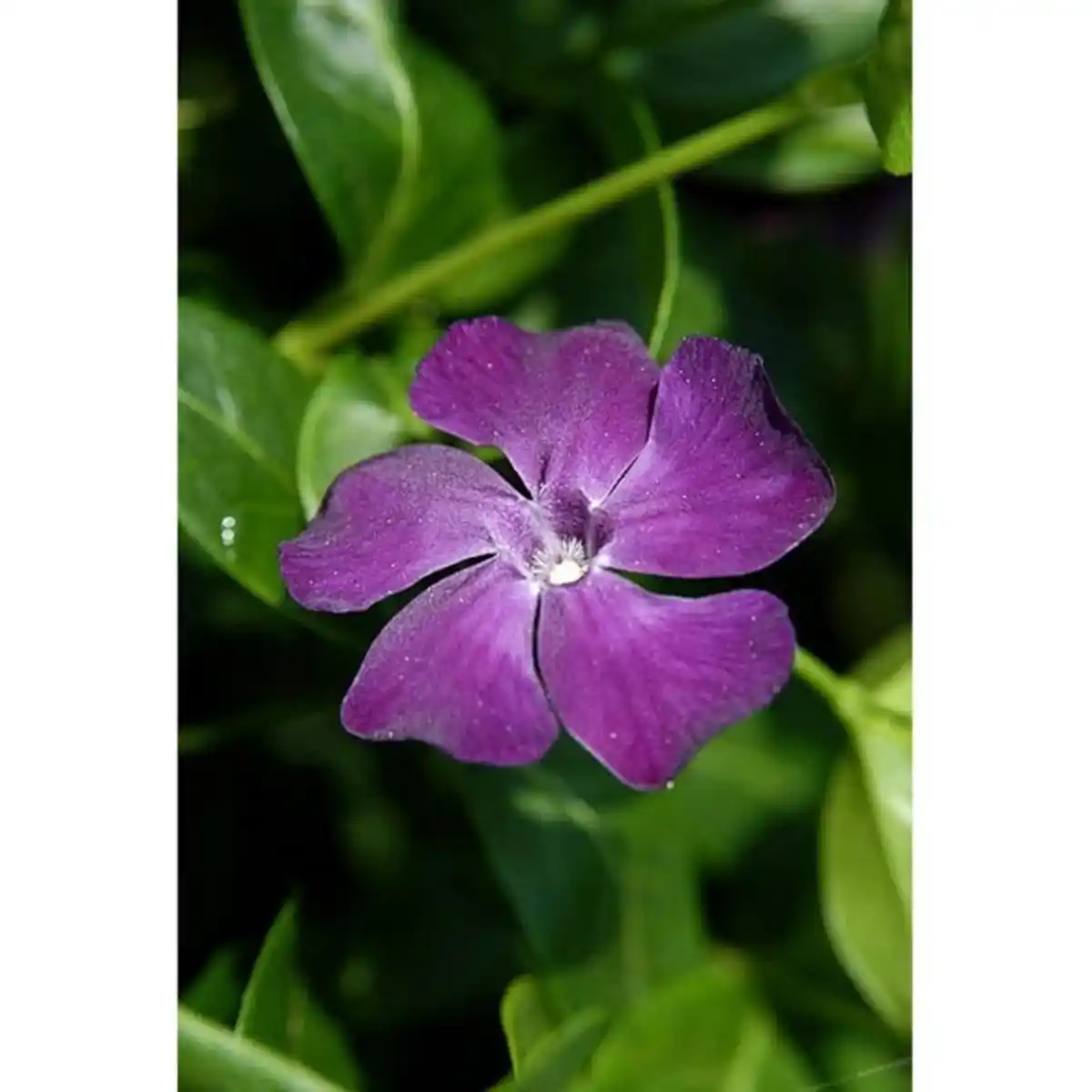 Bild 3 von Gartenkrone Kleinblättriges immergrün, Vinca minor »Rubra«, rot, winterhart
