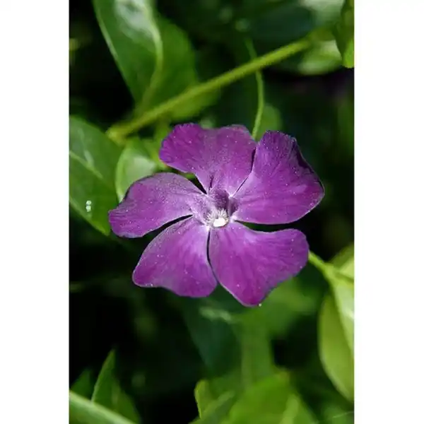 Bild 3 von Gartenkrone Kleinblättriges immergrün, Vinca minor »Rubra«, rot, winterhart