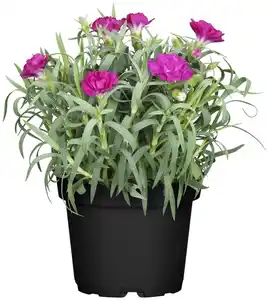 Nelke Dianthus H ca 15 cm 10,5 cm Topf