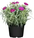 Bild 1 von Nelke Dianthus H ca 15 cm 10,5 cm Topf