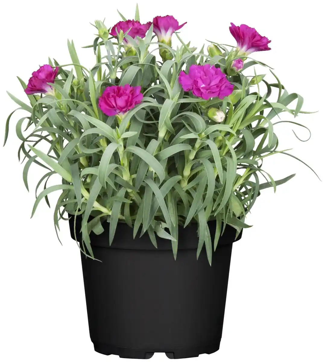 Bild 1 von Nelke Dianthus H ca 15 cm 10,5 cm Topf