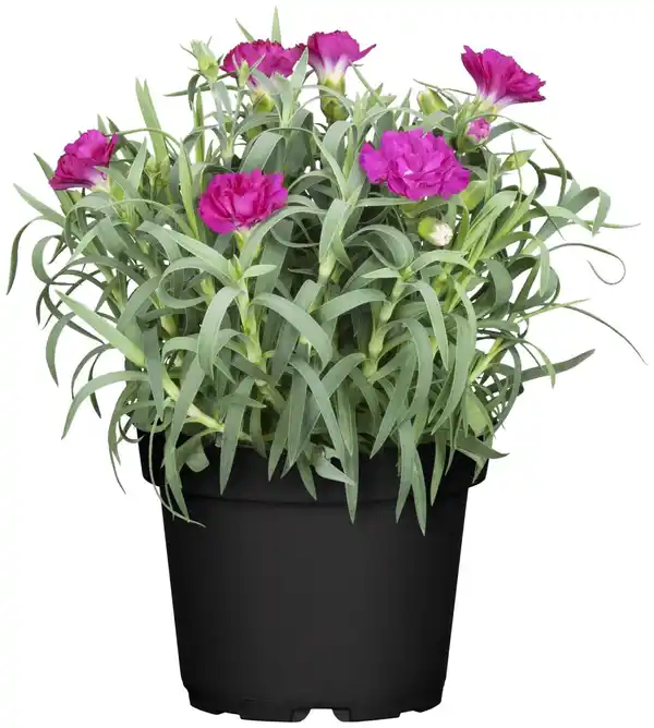 Bild 1 von Nelke Dianthus H ca 15 cm 10,5 cm Topf