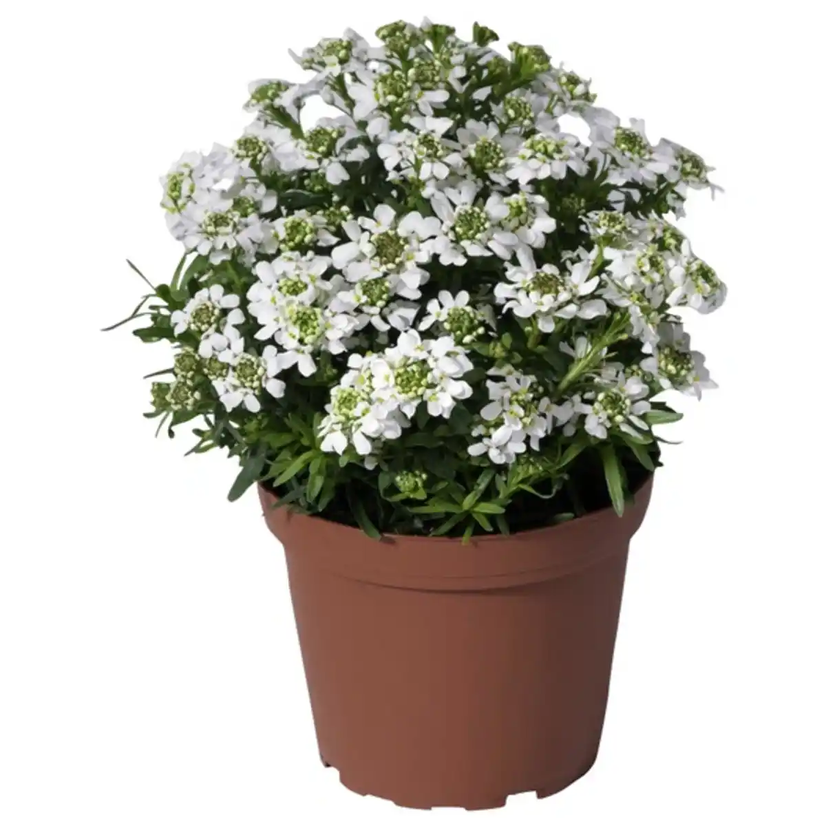 Bild 3 von Gartenkrone Stauden »Colour Stauden Mix-CC«, gemischt, winterhart