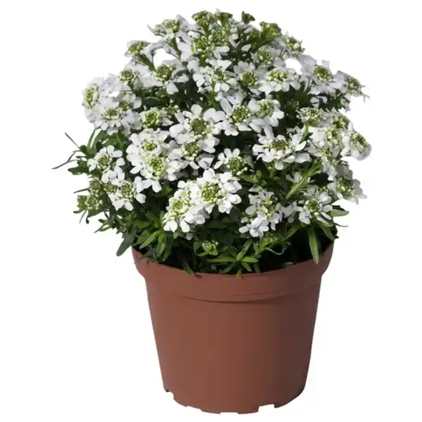 Bild 3 von Gartenkrone Stauden »Colour Stauden Mix-CC«, gemischt, winterhart