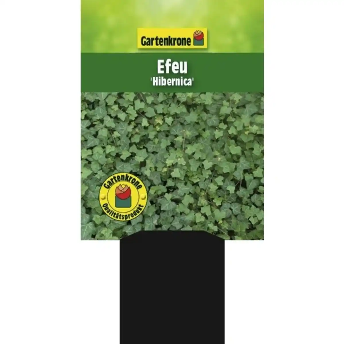 Bild 2 von Gartenkrone Efeu, Hedera helix »Hibernica«, creme, winterhart