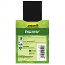 Bild 4 von Gartenkrone Kleinblättriges immergrün, Vinca minor, blau, winterhart