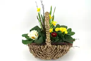 Arrangement Outdoor Primula vulgaris Korb 20 cm