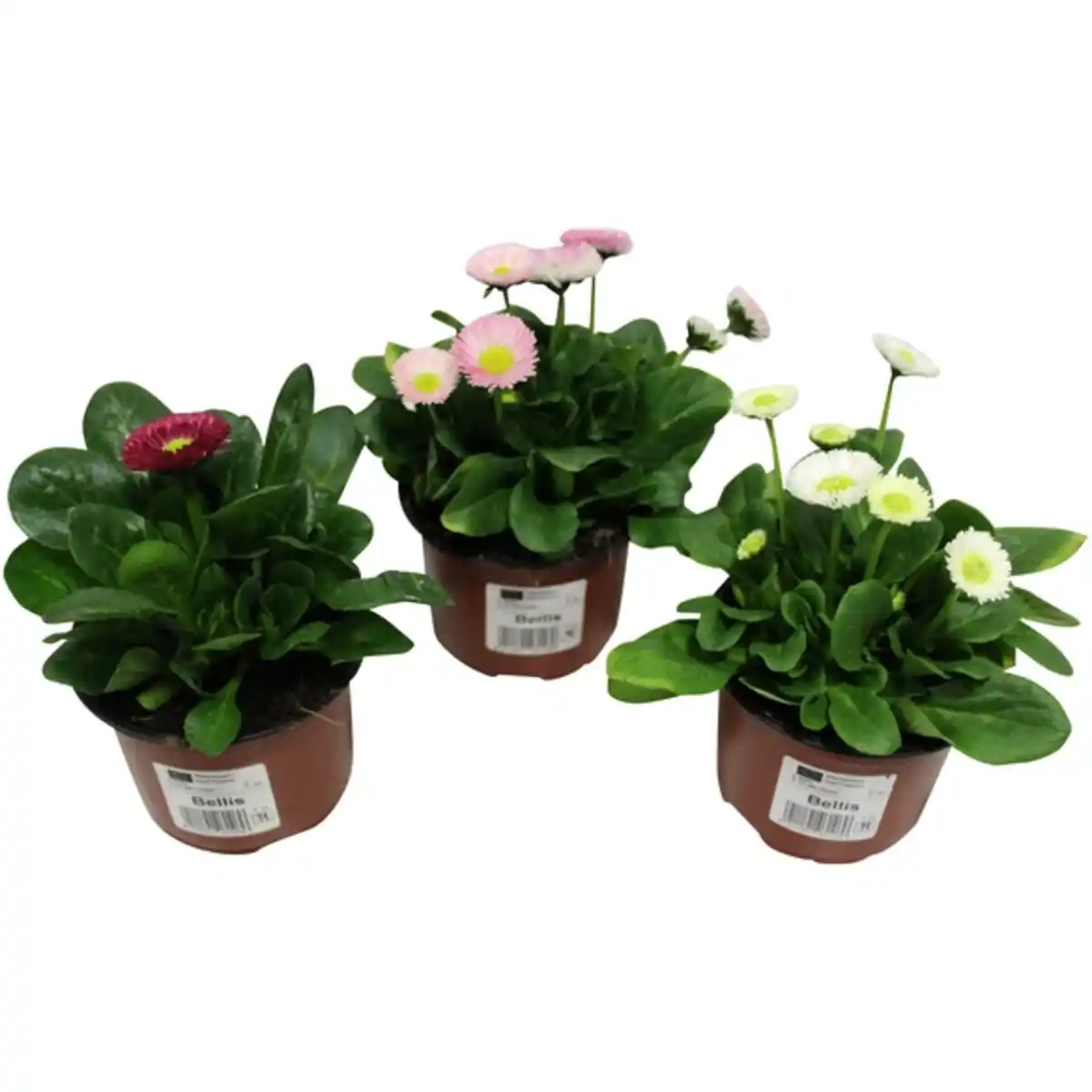 Bild 2 von Gaensebluemchen, Bellis perennis, Blütenfarbe: mehrfarbig