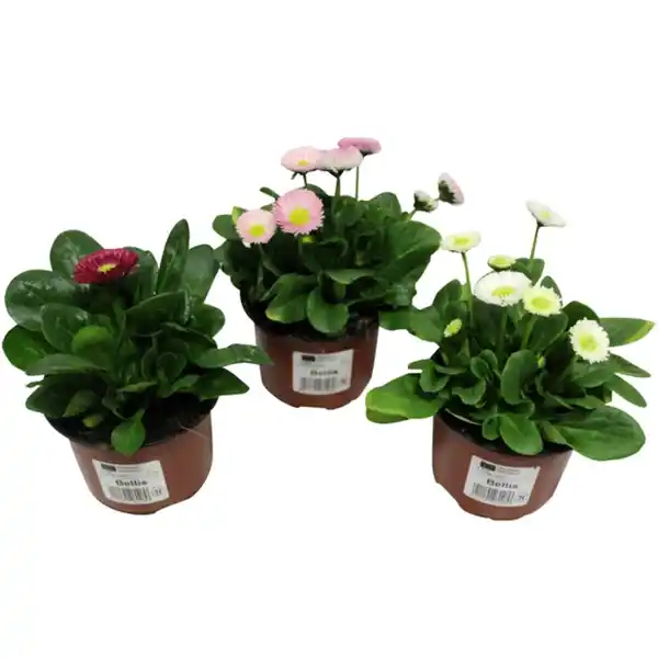 Bild 2 von Gaensebluemchen, Bellis perennis, Blütenfarbe: mehrfarbig