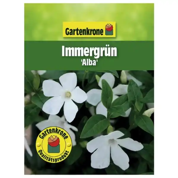 Bild 2 von Gartenkrone Kleinblättriges Immergrün, Vinca minor »Alba«, Blattfarbe: grün, Blüte: weiß