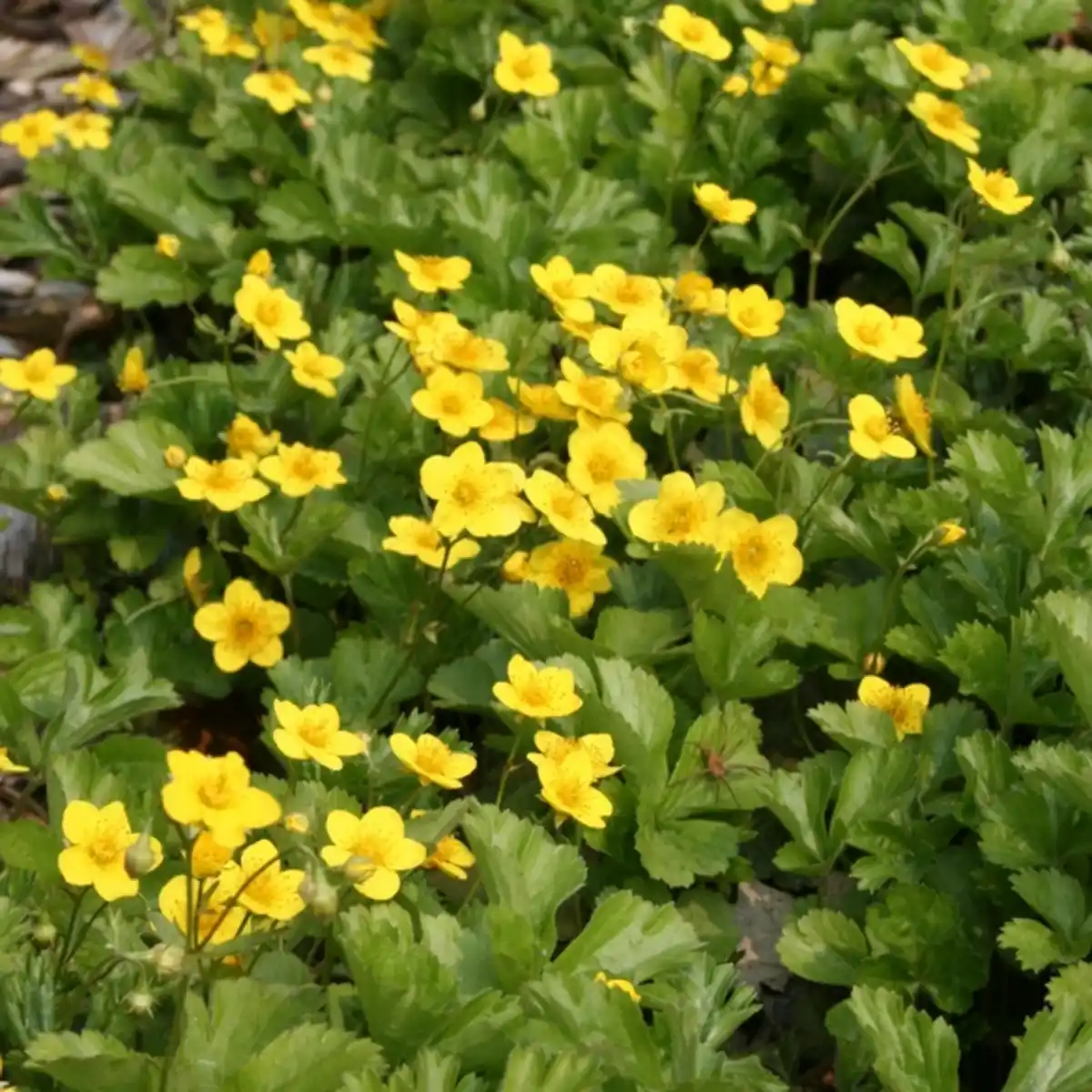Bild 1 von Gartenkrone Golderdbeere, Waldsteinia ternata, Blattfarbe: grün, Blüte: gelb