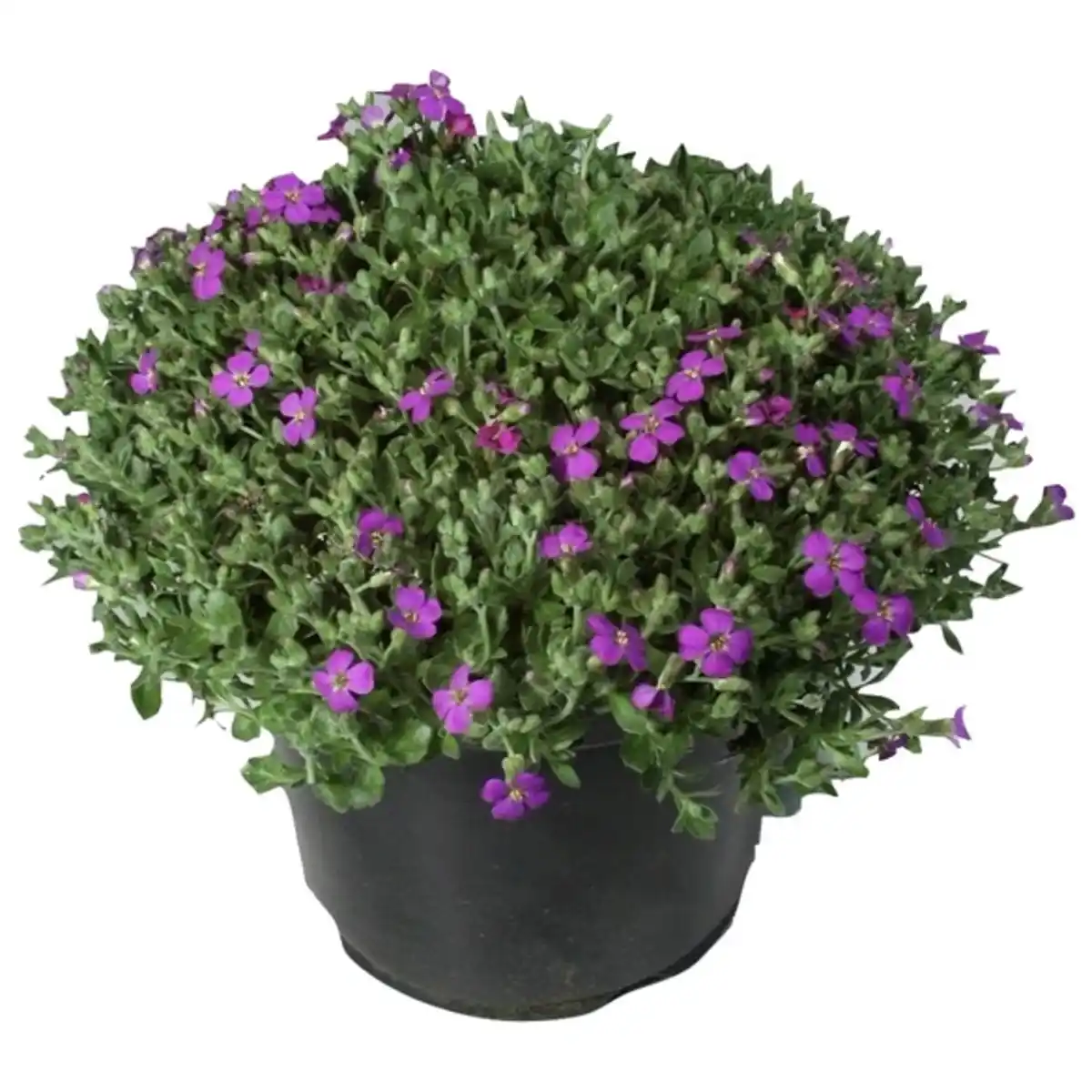 Bild 1 von Gartenkrone Stauden »Colour Stauden Mix-CC«, gemischt, winterhart