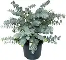 Bild 1 von Eucalyptus gunnii Eukalyptus Busch 19 cm Topf