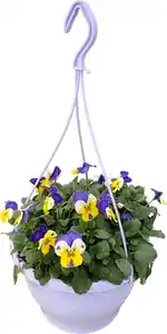 Hornveilchen Viola cornuta H ca 45 cm 21 cm Ampeltopf