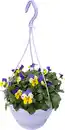 Bild 1 von Hornveilchen Viola cornuta H ca 45 cm 21 cm Ampeltopf