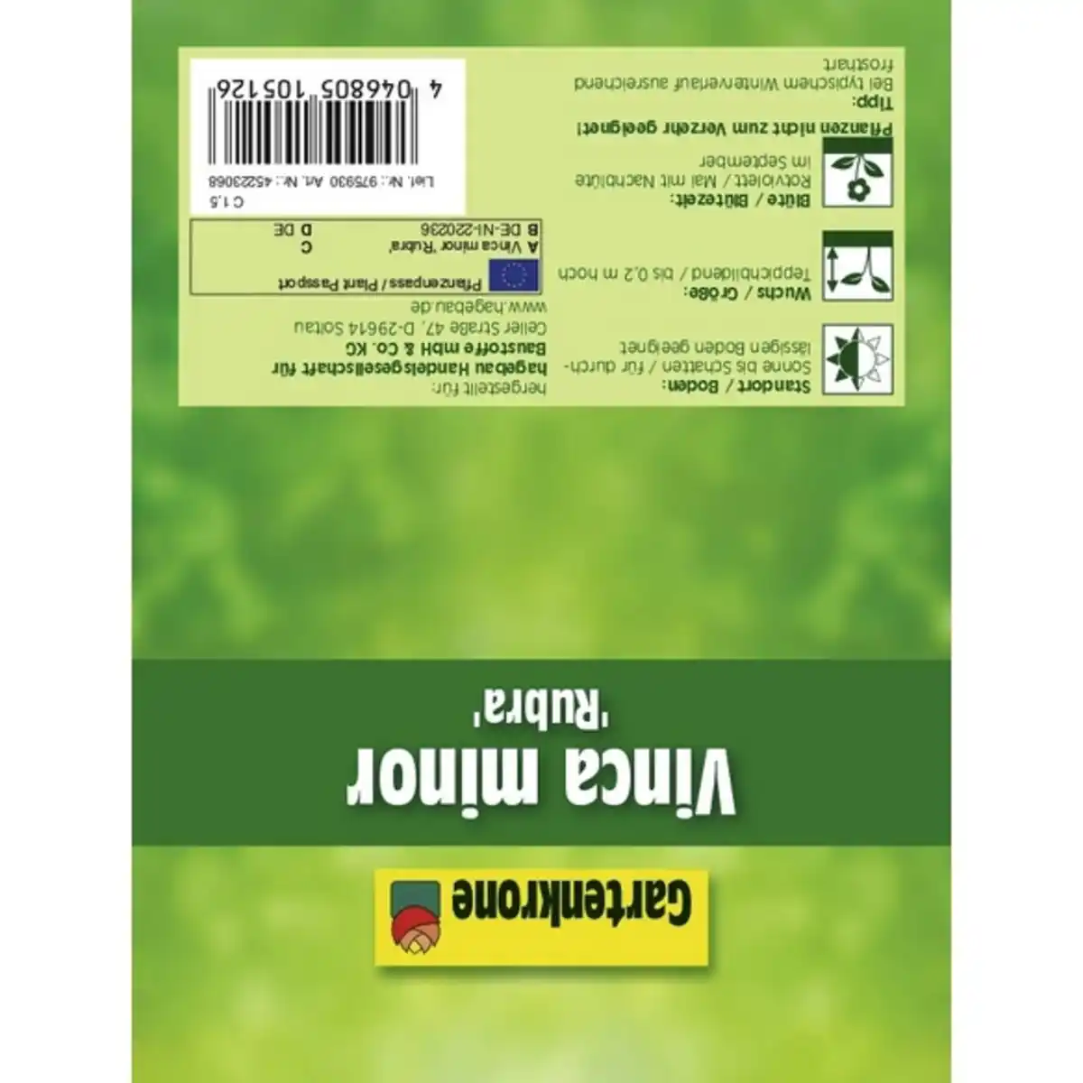 Bild 4 von Gartenkrone Kleinblättriges immergrün, Vinca minor »Rubra«, Blattfarbe: grün, Blüte: rot