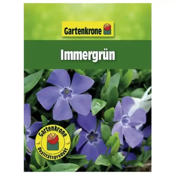 Bild 2 von Gartenkrone Kleinblättriges Immergrün, Vinca minor, Blattfarbe: grün, Blüte: blau