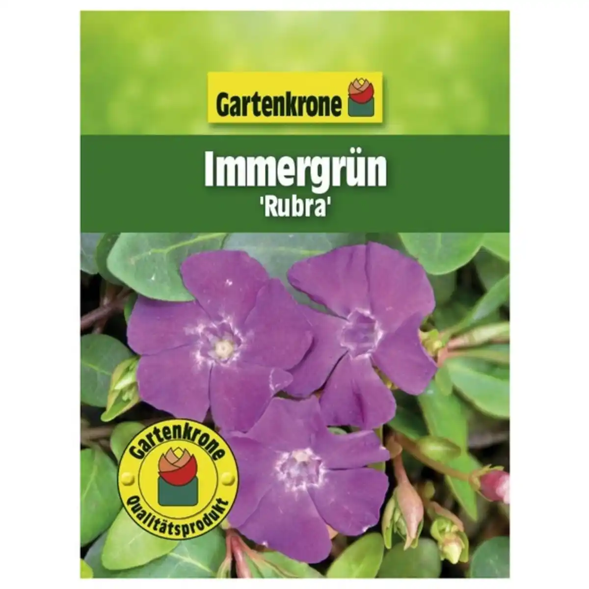 Bild 2 von Gartenkrone Kleinblättriges immergrün, Vinca minor »Rubra«, Blattfarbe: grün, Blüte: rot