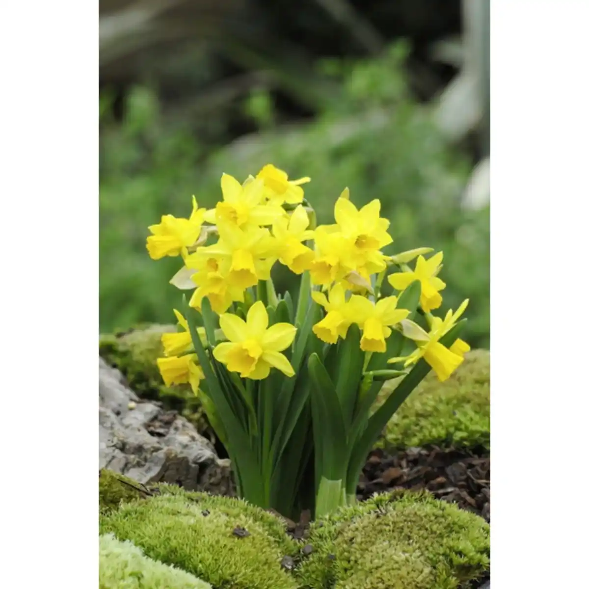 Bild 1 von Narzisse, Blütenfarbe: gelb