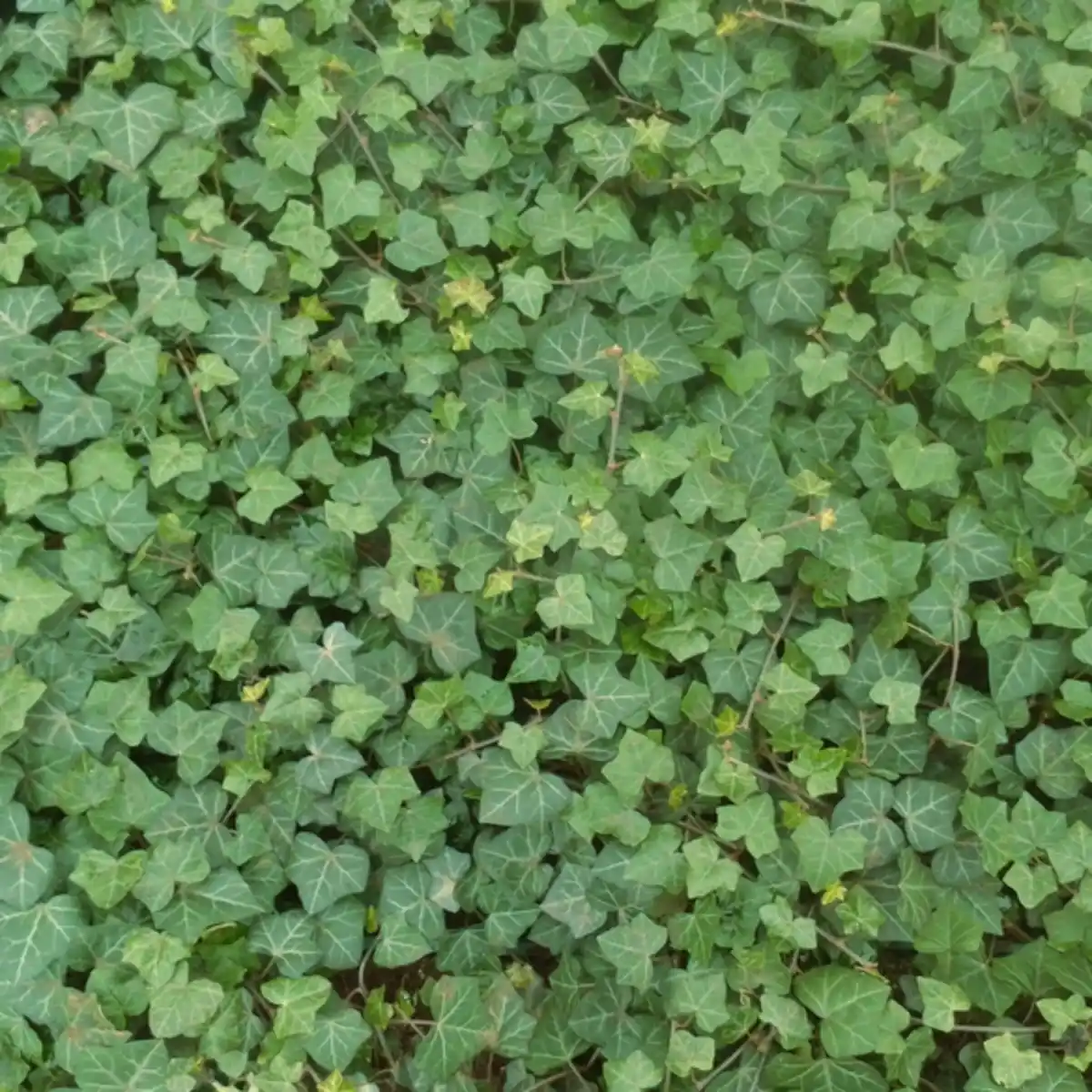 Bild 4 von Gartenkrone Efeu, Hedera helix »Hibernica«, creme, winterhart