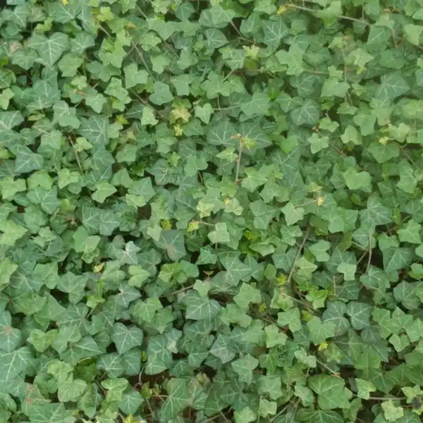 Bild 4 von Gartenkrone Efeu, Hedera helix »Hibernica«, creme, winterhart