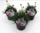 Bild 1 von Strand-Grasnelke Armeria maritima H 10-20 cm 13 cm Topf