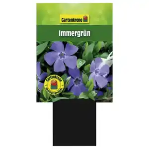 Gartenkrone Kleinblättriges immergrün, Vinca minor, blau, winterhart
