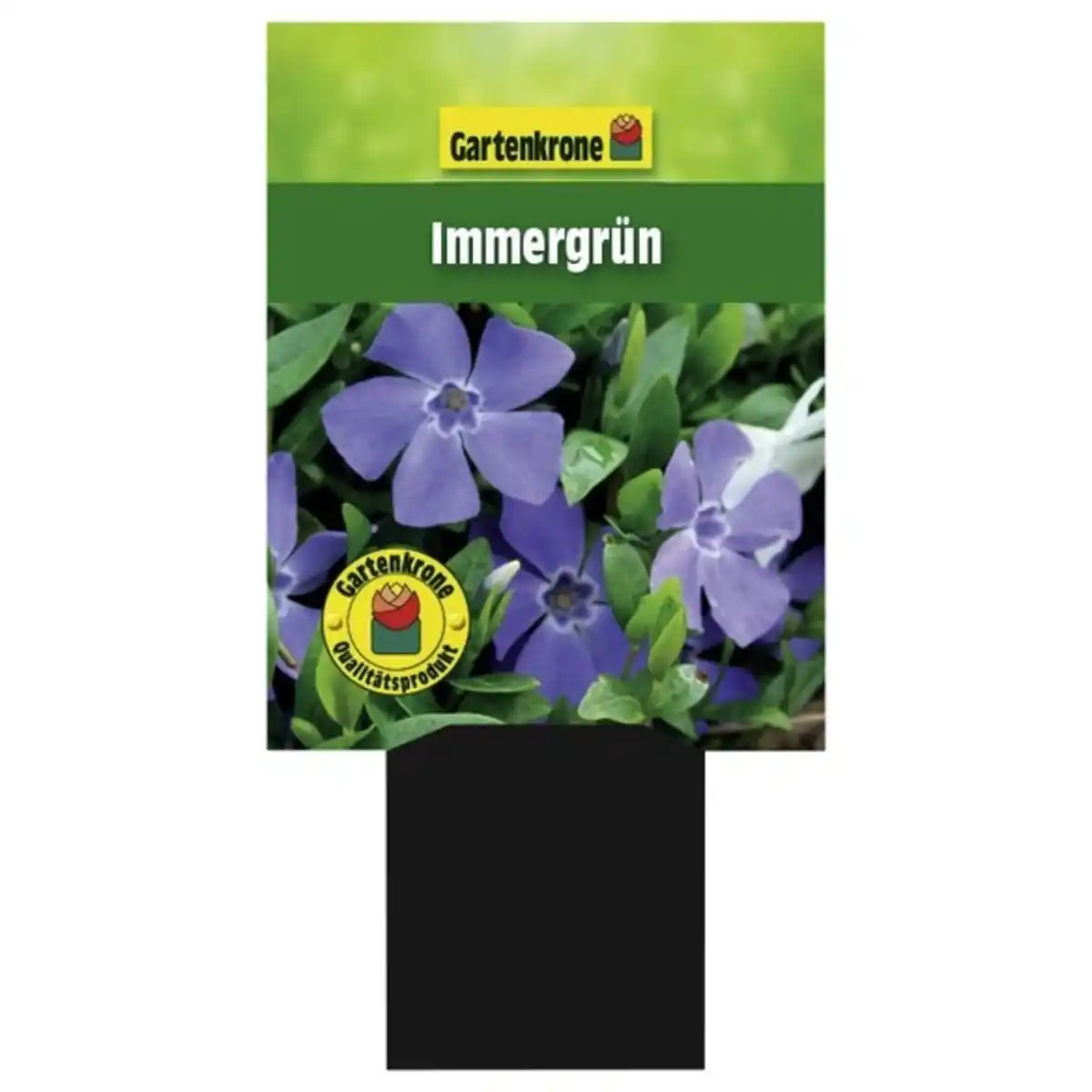 Bild 1 von Gartenkrone Kleinblättriges immergrün, Vinca minor, blau, winterhart