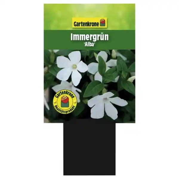 Bild 4 von Gartenkrone Kleinblättriges immergrün, Vinca minor »Alba«, weiß, winterhart