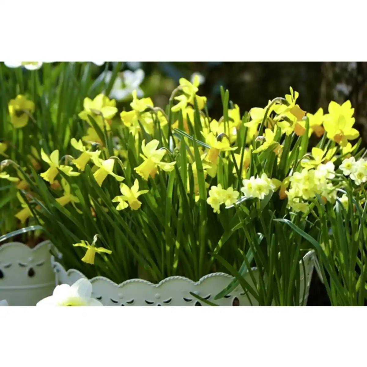 Bild 2 von Narzisse, Blütenfarbe: gelb