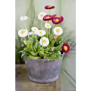 Gaensebluemchen, Bellis perennis, Blütenfarbe: mehrfarbig