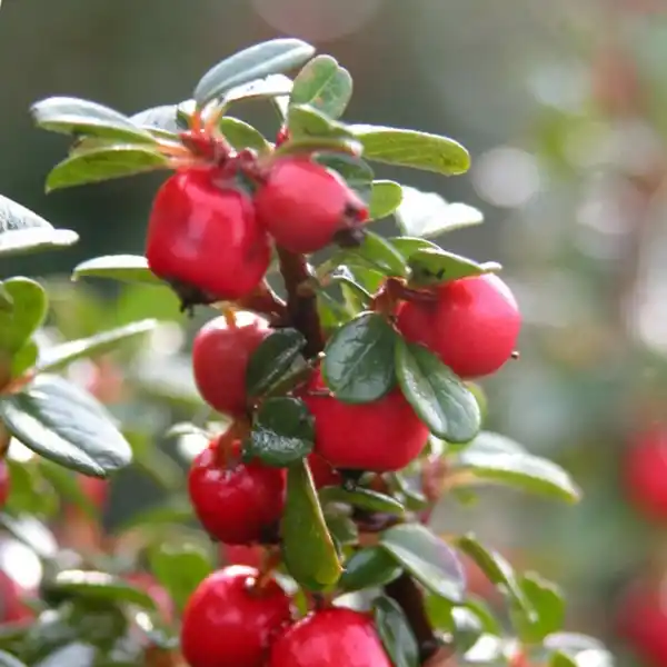 Bild 3 von Gartenkrone Zwergmispel, Cotoneaster Procumbens »Streibs Findling«, weiß, winterhart