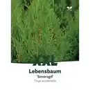 Bild 2 von Lebensbaum, Thuja occidentalis »Smaragd«, immergrün