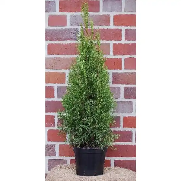 Bild 1 von Lebensbaum, Thuja occidentalis »Smaragd«, immergrün