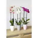 Bild 2 von Gartenkrone Schmetterlingsorchidee, Phalaenopsis , Blüte: mehrfarbig, mit 2 Trieben