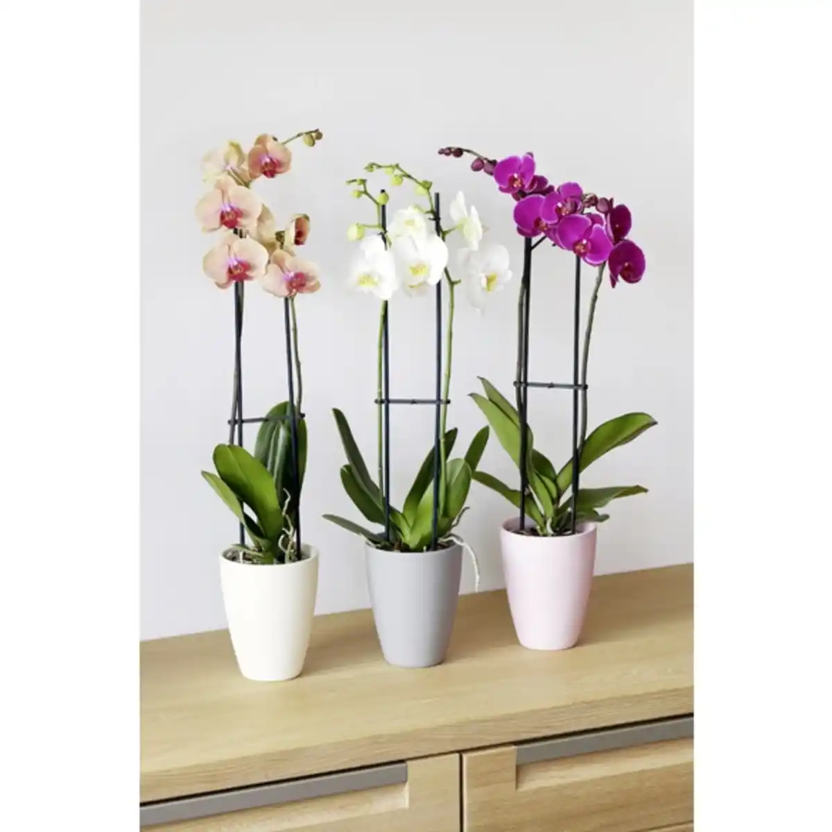 Bild 2 von Gartenkrone Schmetterlingsorchidee, Phalaenopsis , Blüte: mehrfarbig, mit 2 Trieben