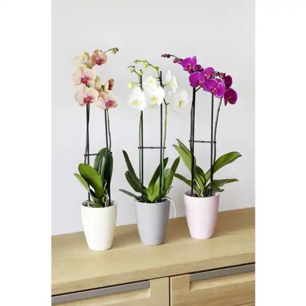 Bild 2 von Gartenkrone Schmetterlingsorchidee, Phalaenopsis , Blüte: mehrfarbig, mit 2 Trieben