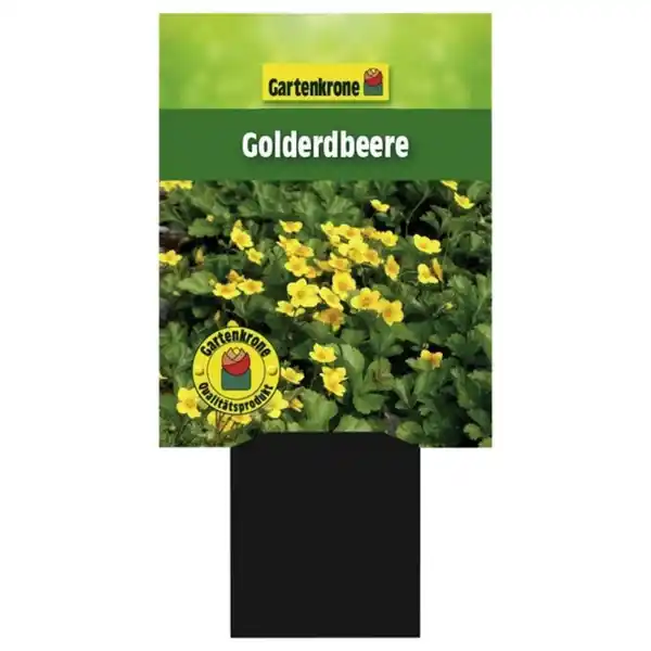 Bild 2 von Gartenkrone Golderdbeere, Waldsteinia ternata, Blattfarbe: grün, Blüte: gelb