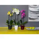 Bild 3 von Gartenkrone Schmetterlingsorchidee, Phalaenopsis , Blüte: mehrfarbig, mit 2 Trieben