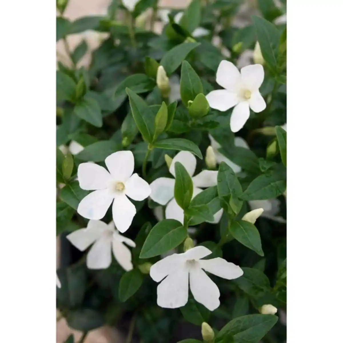 Bild 1 von Gartenkrone Kleinblättriges immergrün, Vinca minor »Alba«, weiß, winterhart