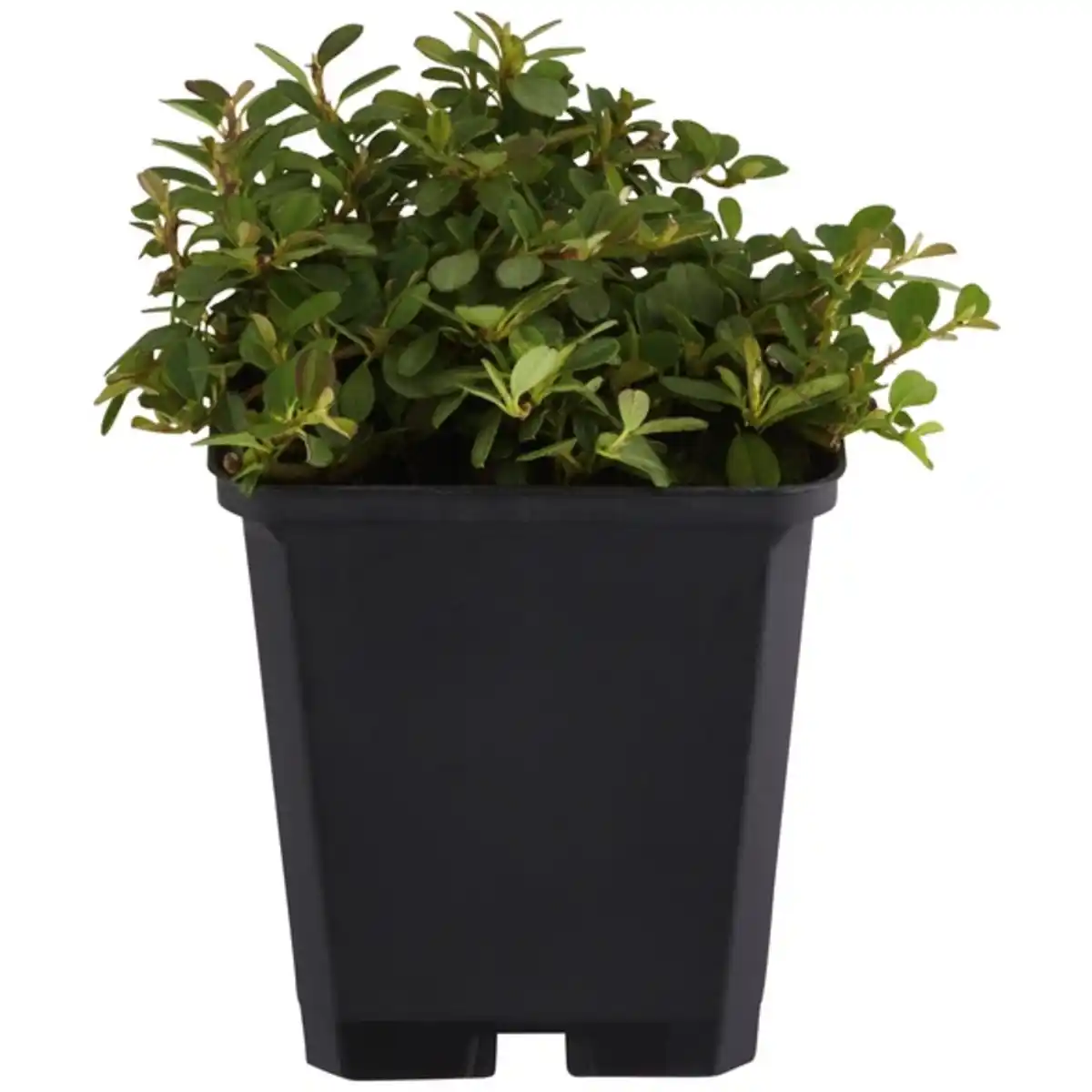 Bild 1 von Gartenkrone Zwergmispel, Cotoneaster Procumbens »Streibs Findling«, weiß, winterhart