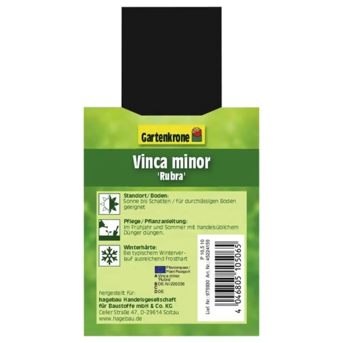 Bild 2 von Gartenkrone Kleinblättriges immergrün, Vinca minor »Rubra«, rot, winterhart