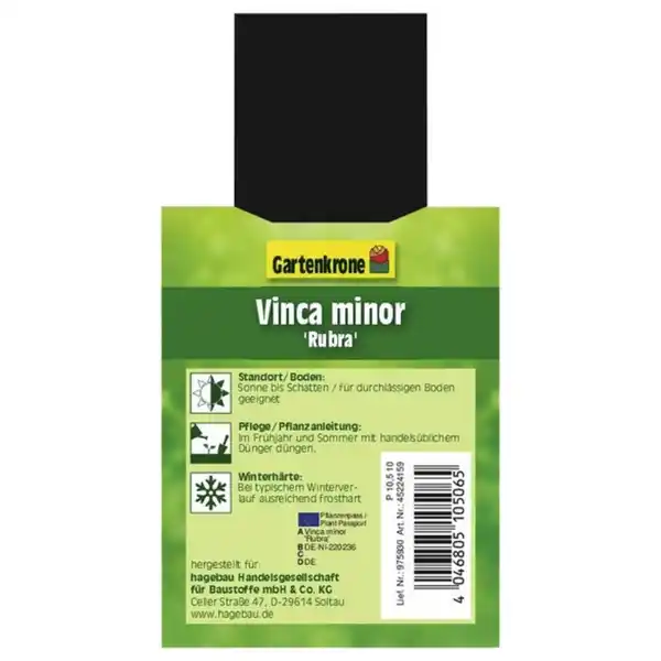 Bild 2 von Gartenkrone Kleinblättriges immergrün, Vinca minor »Rubra«, rot, winterhart